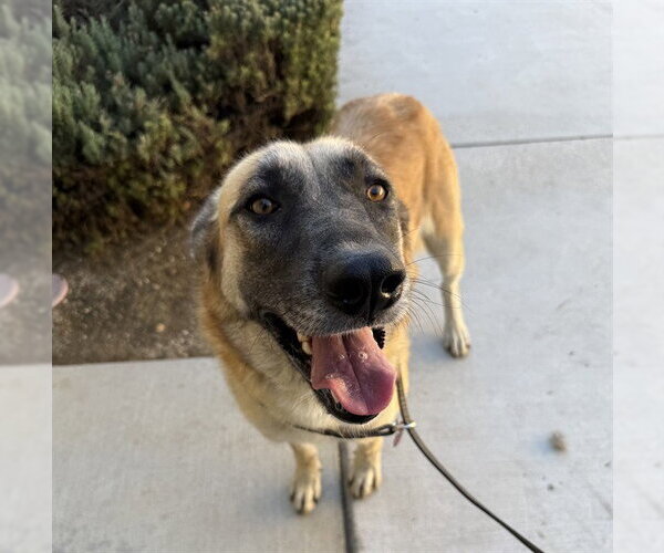 Medium Photo #1 Mutt Puppy For Sale in Riverside, CA, USA
