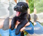 Small Photo #3 German Shepherd Dog Puppy For Sale in KANSAS CITY, MO, USA