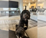 Small Photo #1 Saint Berdoodle Puppy For Sale in LAVEEN, AZ, USA