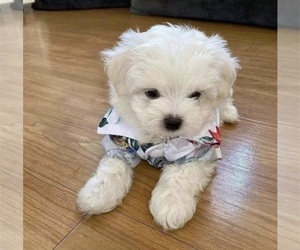 Maltese Puppy for sale in VANCOUVER, WA, USA