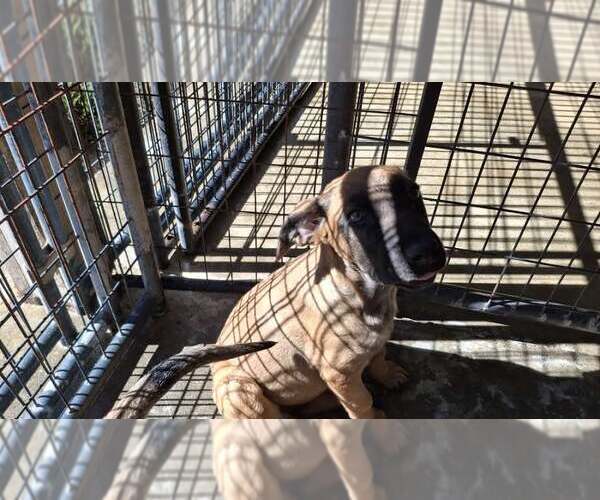 Medium Photo #4 Mutt Puppy For Sale in Sebec, ME, USA