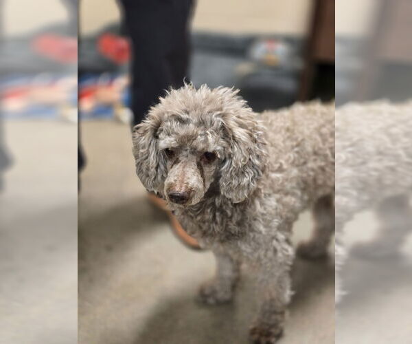 Medium Photo #2 Poodle (Toy) Puppy For Sale in Social Circle, GA, USA
