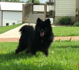 Mother of the Pomeranian puppies born on 04/18/2018