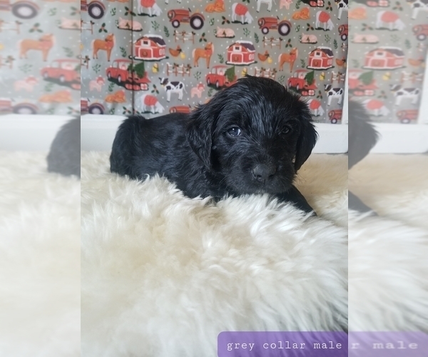 Medium Photo #3 Labradoodle Puppy For Sale in SHINGLE SPRINGS, CA, USA