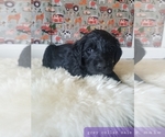 Small Photo #3 Labradoodle Puppy For Sale in SHINGLE SPRINGS, CA, USA