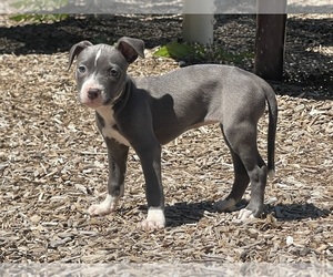American Pit Bull Terrier Puppy for sale in TRENTON, NJ, USA
