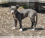Image preview for Ad Listing. Nickname: Bella
