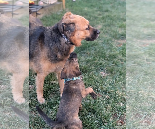 Medium Photo #2 Gerberian Shepsky Puppy For Sale in Holly Springs, NC, USA