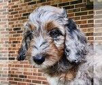 Small #4 F2 Aussiedoodle