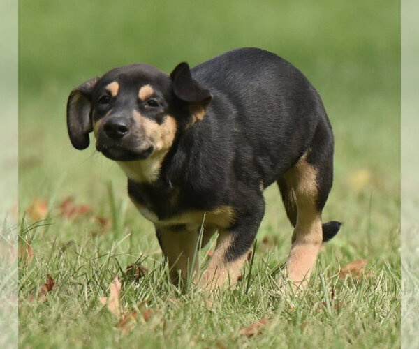 Medium Photo #8 Australian Shepherd-Unknown Mix Puppy For Sale in Mechanicsburg, PA, USA