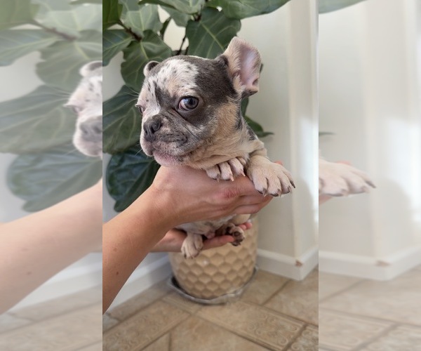 Medium Photo #6 French Bulldog Puppy For Sale in METUCHEN, NJ, USA