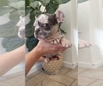 Small #5 French Bulldog