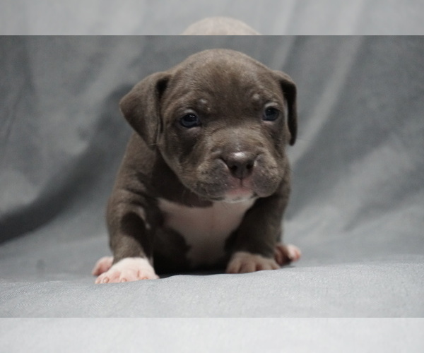 Medium Photo #2 American Bully Puppy For Sale in BRANDYWINE, MD, USA