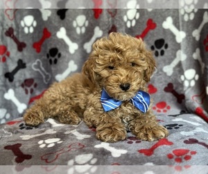 YorkiePoo Puppy for sale in LAKELAND, FL, USA