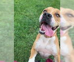 Small #1 Boxer Mix