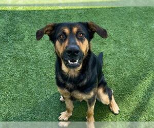 German Shepherd Dog Dogs for adoption in Orange, CA, USA