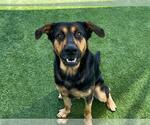 Small German Shepherd Dog