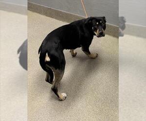 German Shepherd Dog-Unknown Mix Dogs for adoption in Las Vegas, NV, USA