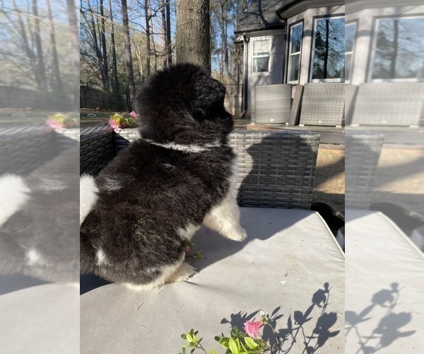 Medium Photo #5 Akita Puppy For Sale in MCDONOUGH, GA, USA