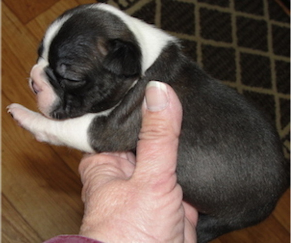 Medium Photo #5 Boston Terrier Puppy For Sale in CRKD RVR RNCH, OR, USA