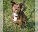 Small #2 Border Terrier Mix