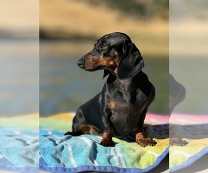 Mother of the Dachshund puppies born on 05/12/2025