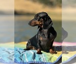 Small Photo #1 Dachshund Puppy For Sale in NAPA, CA, USA