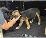 Small #1 Plott Hound Mix
