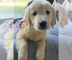Small Photo #5 English Cream Golden Retriever Puppy For Sale in BROOKSVILLE, FL, USA