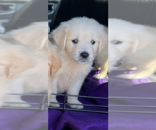 Medium Photo #9 Golden Retriever Puppy For Sale in MERCED, CA, USA