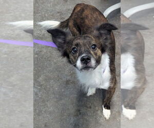 Mutt Dogs for adoption in Evansville, IN, USA