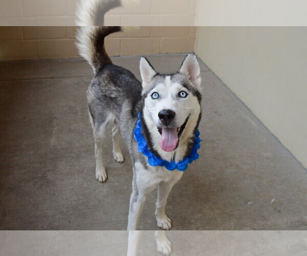 Medium Photo #3 Siberian Husky-Unknown Mix Puppy For Sale in McKinney, TX, USA