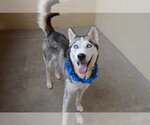 Small #2 Siberian Husky Mix