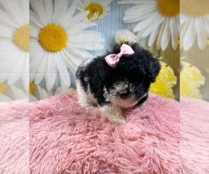 Poodle (Toy) Puppy for Sale in RIPLEY, Mississippi USA