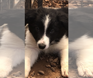 Border Collie Puppy for sale in MARICOPA, AZ, USA