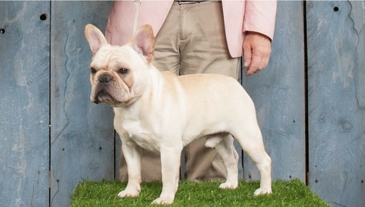 Medium Photo #4 French Bulldog Puppy For Sale in GARNER, NC, USA