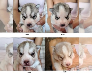 Siberian Husky Puppy for sale in HEPPNER, OR, USA