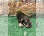 Small Photo #8 Schnauzer (Miniature) Puppy For Sale in FORT PIERCE, FL, USA