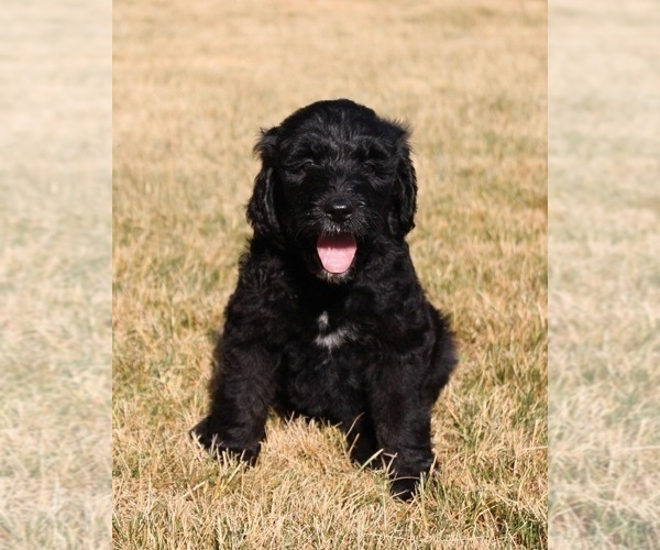 Medium Photo #2 Goldendoodle Puppy For Sale in HOWARD CITY, MI, USA