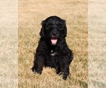 Small #1 Goldendoodle