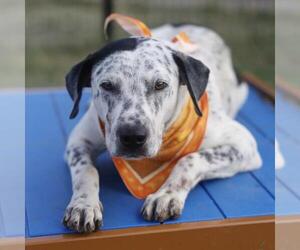Bluetick Coonhound-Unknown Mix Dogs for adoption in San Antonio, TX, USA