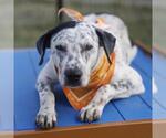 Small Bluetick Coonhound Mix