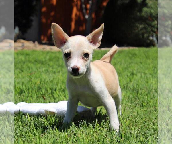 Medium Photo #1 Chihuahua-Unknown Mix Puppy For Sale in San Diego, CA, USA
