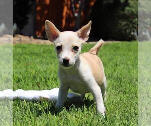 Chihuahua-Unknown Mix Dogs for adoption in San Diego, CA, USA