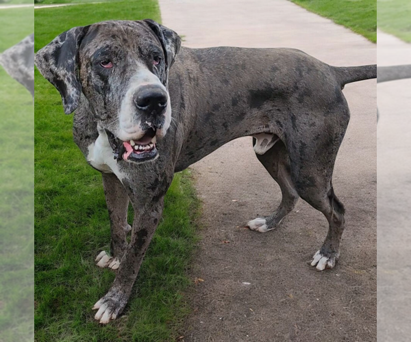 Medium Photo #3 Great Dane Puppy For Sale in DENHAM SPRINGS, LA, USA