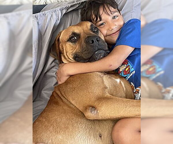 Medium Photo #4 Black Mouth Cur-Unknown Mix Puppy For Sale in Alvin, TX, USA