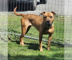 American Pit Bull Terrier Dogs for adoption in Batavia, NY, USA
