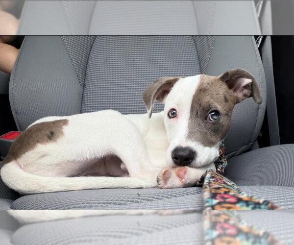 Medium Photo #3 American Pit Bull Terrier-American Staffordshire Terrier Mix Puppy For Sale in Chester, VA, USA