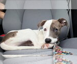 Small #2 American Pit Bull Terrier-American Staffordshire Terrier Mix