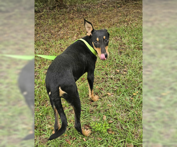 Medium Photo #7 Miniature Pinscher-Unknown Mix Puppy For Sale in Wakefield, RI, USA